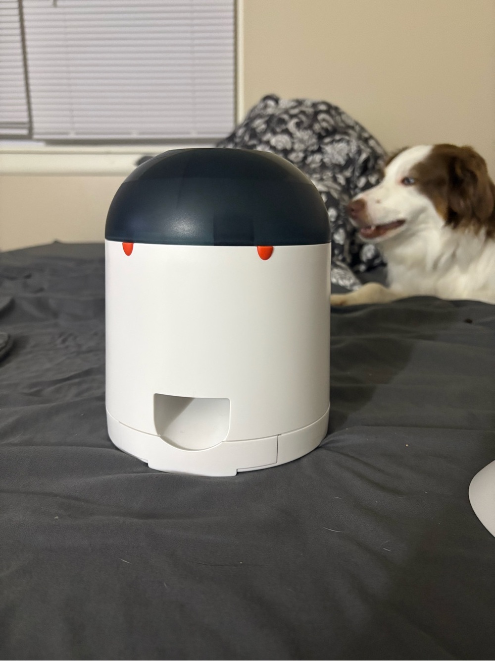 White and Dark Gray Compact Automatic Pet Feeder